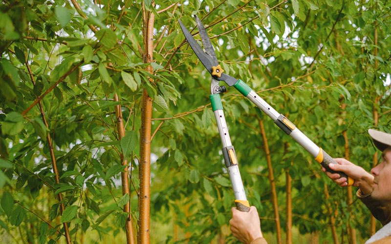 Tree trimming in Hollsopple, PA